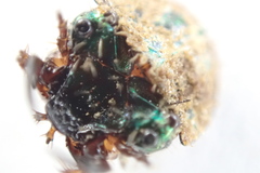 Neocicindela garnerae