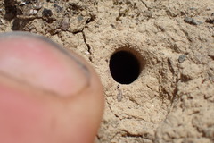 Neocicindela garnerae