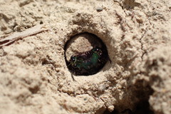 Neocicindela garnerae
