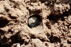 Neocicindela garnerae