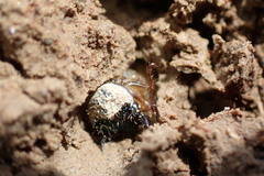 Neocicindela garnerae
