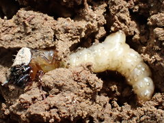 Neocicindela garnerae