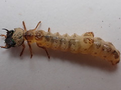 Neocicindela garnerae