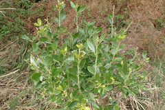 Melicytus chathamicus