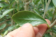 Melicytus chathamicus