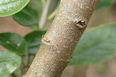 Melicytus chathamicus