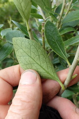 Melicytus chathamicus