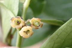 Melicytus chathamicus