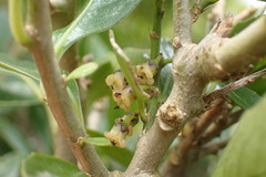 Melicytus chathamicus