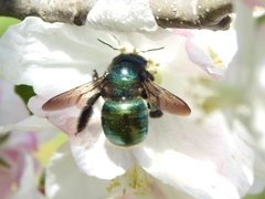 Xylocopa aerata