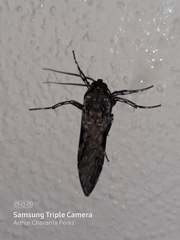 Hyaleucerea gigantea