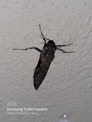 Hyaleucerea gigantea
