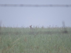 Tympanuchus pallidicinctus