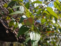 Callophrys xami xami