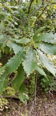 Quercus prinoides