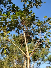 Cordia alliodora