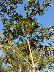 Cordia alliodora