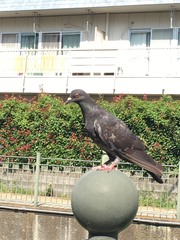 Columba livia domestica