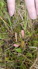 Clavaria rosea
