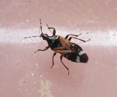 Anthocoris bakeri