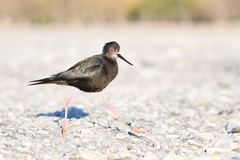 Himantopus novaezelandiae