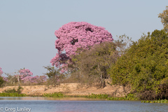 Handroanthus
