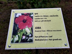 Hibiscus rosa-sinensis