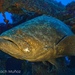 Atlantic Goliath Grouper - Photo (c) victorbach, some rights reserved (CC BY-NC), uploaded by victorbach