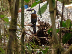 Andigena nigrirostris