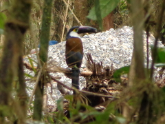 Andigena nigrirostris