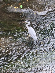 Ardea cinerea