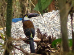 Andigena nigrirostris