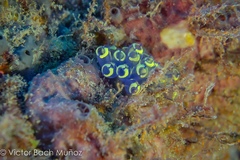Clavelina picta