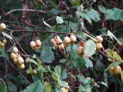 Malus × dawsoniana
