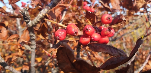 Sorbus sambucifolia iNat (2)