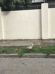 Theristicus melanopis