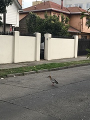 Theristicus melanopis