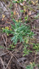 Enchylaena tomentosa