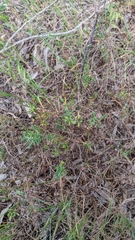 Enchylaena tomentosa