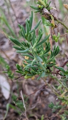 Enchylaena tomentosa