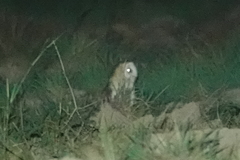 Tyto longimembris pithecops