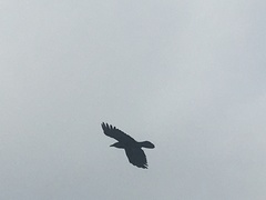Corvus brachyrhynchos