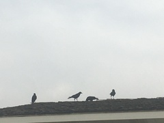 Corvus brachyrhynchos