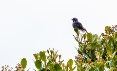 Ramphomicron microrhynchum