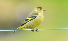 Andean Siskin photo 4