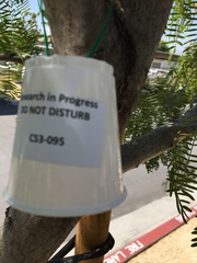 Prosopis glandulosa