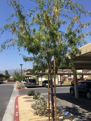 Prosopis glandulosa