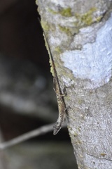 Anolis alutaceus