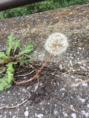 Taraxacum officinale
