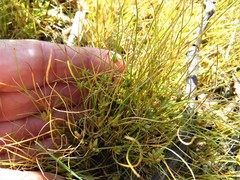 Fimbristylis vahlii